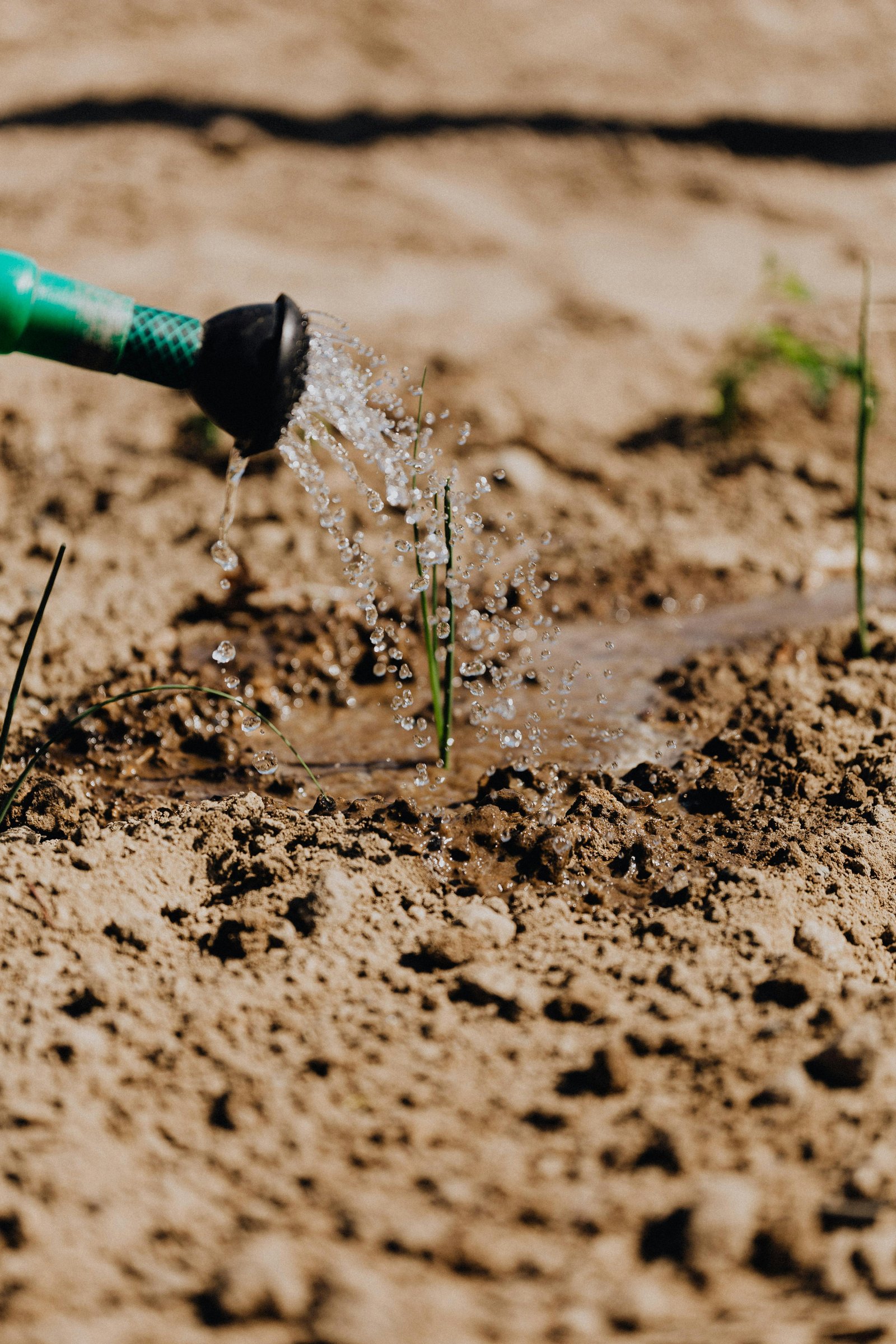 Eco-friendly garden where water is the catalyst for the sprouting plant