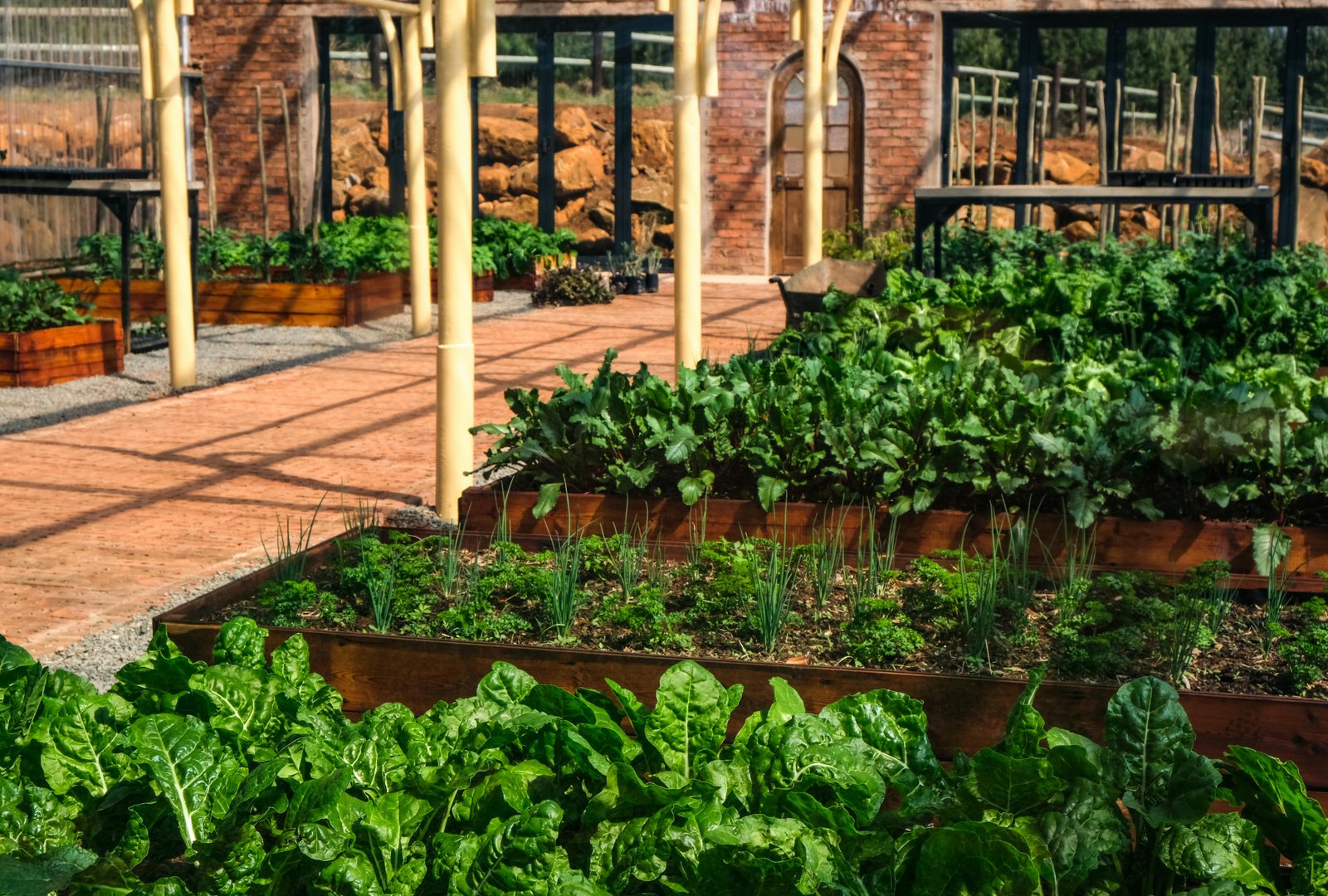 A variety of vegetables growing in garden beds